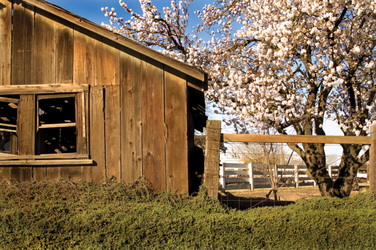 Fruit Tree Maintenance: What Are Chill Hours?